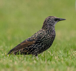 European Starling bird perched in natural habitat
