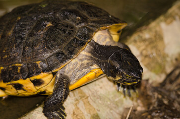 Yellow-belied slider Trachemys scripta scripta. Under captive conditions. Turtle Conservation Center. Cuc Phuong National Park. Ninh Binh Province. Vietnam.