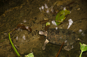 Eastern black-bridged leaf turtle Cyclemys pulchristiata. Under captive conditions. Turtle Conservation Center. Cuc Phuong National Park. Ninh Binh. Vietnam.