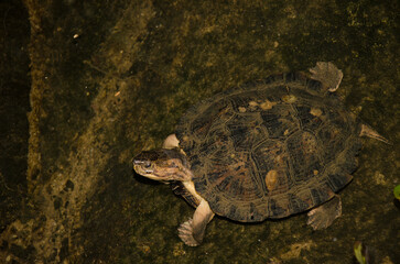 Eastern black-bridged leaf turtle Cyclemys pulchristiata. Under captive conditions. Turtle Conservation Center. Cuc Phuong National Park. Ninh Binh. Vietnam.