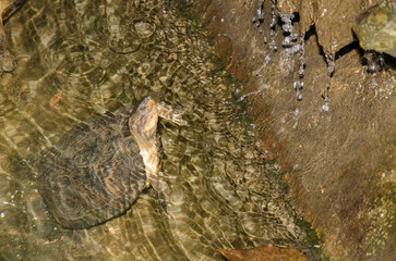 Eastern black-bridged leaf turtle Cyclemys pulchristiata. Under captive conditions. Turtle Conservation Center. Cuc Phuong National Park. Ninh Binh. Vietnam.