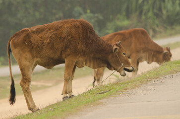 Cows grazing at the edge of a road. Van Long. Gia Vien District. Ninh Binh Province. Vietnam.