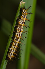 Caterpillar of yellow coster Acraea issoria. Van Long Wetland Natural Reserve. Gia Vien District. Ninh Binh Province. Vietnam.