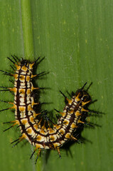 Caterpillar of yellow coster Acraea issoria. Van Long Wetland Natural Reserve. Gia Vien District. Ninh Binh Province. Vietnam.