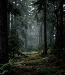 Fototapeta premium Misty forest path