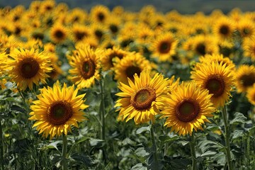 Obraz premium Sunflowers in a field (1)