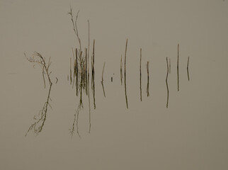 Stems of aquatic plants and their reflection in a pond. Van Long Wetland Natural Reserve. Gia Vien District. Ninh Binh Province. Vietnam.