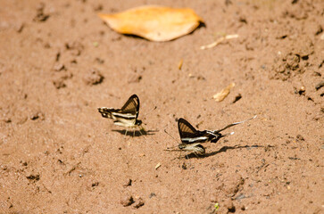 Mud-puddling green dragontails Lamproptera meges. Mooc Spring. Phong Nha-Ke Bang National Park. Quang Binh Province. Vietnam.