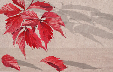 red autumn leaves of wild grapes cast a long shadow on a wall of pink stone