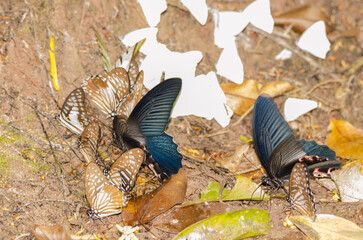 Different species of butterflies mud-puddling. Mooc Spring. Phong Nha-Ke Bang National Park. Quang...