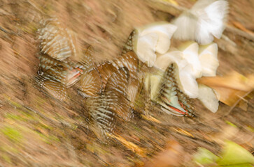 Abstract image of different species of butterflies mud-puddling. Mooc Spring. Phong Nha-Ke Bang National Park. Quang Binh Province. Vietnam.