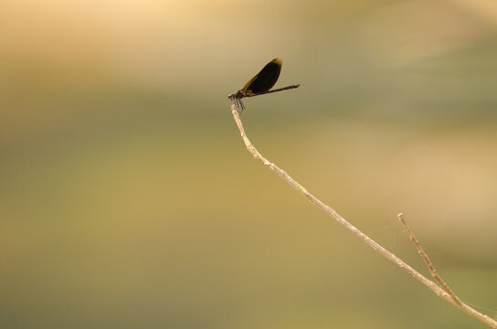Male damselfly Euphaea masoni. Mooc Spring. Phong Nha-Ke Bang National Park. Quang Binh Province. Vietnam.