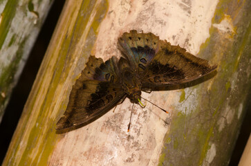 Male common baron Euthalia aconthea. Mooc Spring. Phong Nha-Ke Bang National Park. Quang Binh...