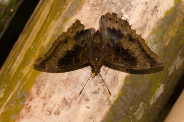 Male common baron Euthalia aconthea. Mooc Spring. Phong Nha-Ke Bang National Park. Quang Binh...