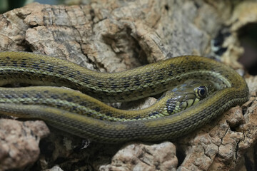 Closeup on a Scott’s Mexican Garter Snake, Thamnophis eques scotti