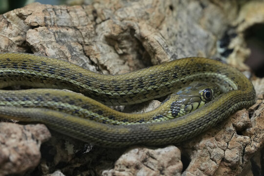 Closeup on a Scott&rsquo;s Mexican Garter Snake, Thamnophis eques scotti
