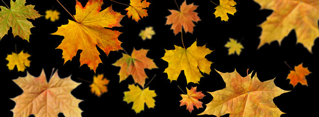 autumn maple leaf on a black  background.Close-up, isolated, long2
