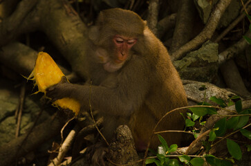 Rhesus macaque Macaca mulatta siamica with a mango stone. Son Tra Peninsula. Da Nang. Vietnam.
