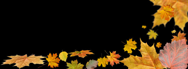 autumn maple leaf on a black background.Close-up, isolated, long1