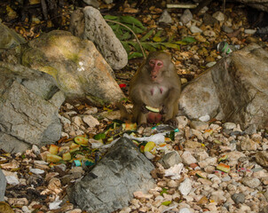 Female rhesus macaque Macaca mulatta siamica eating the remains of a watermelon among the trash....