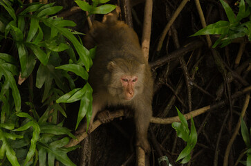 Male rhesus macaque Macaca mulatta siamica. Son Tra Peninsula. Da Nang. Vietnam.