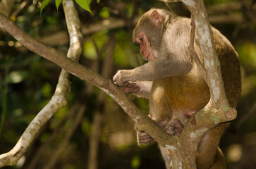 Rhesus macaque Macaca mulatta siamica. Son Tra Peninsula. Da Nang. Vietnam.