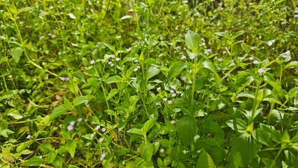 green grass background