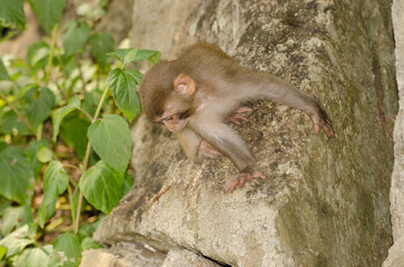 Infant of rhesus macaque Macaca mulatta siamica. Son Tra Peninsula. Da Nang. Vietnam.