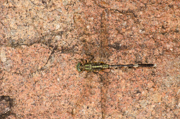 Slender skimmer Orthetrum sabina. Son Tra Peninsula. Da Nang. Vietnam.