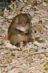 Female rhesus macaque Macaca mulatta siamica eating a chicken leg. Son Tra Peninsula. Da Nang. Vietnam.