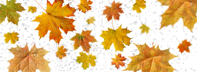 Background of autumn multicolored maple leaves with raindrops on a transparent background.Close-up, long 2