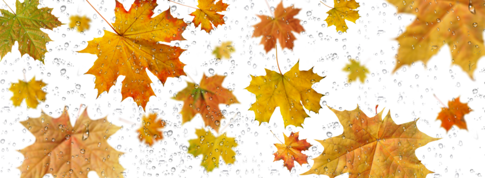 Background of autumn multicolored maple leaves with raindrops on a transparent background.Close-up, long 2