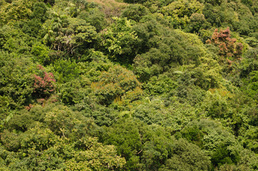 Forest in Son Tra Natural Reserve. Son Tra Peninsula. Da Nang. Vietnam.