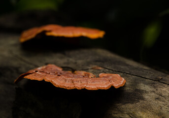 Fungus Pycnoporus sanguineus. Son Tra Natural Reserve. Son Tra Peninsula. Da Nang. Vietnam.