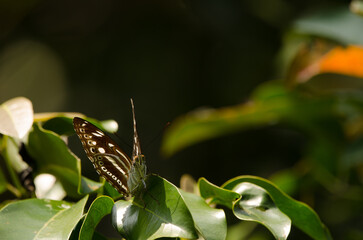 Studded sergeant Athyma asura. Son Tra Natural Reserve. Son Tra Peninsula. Da Nang. Vietnam.