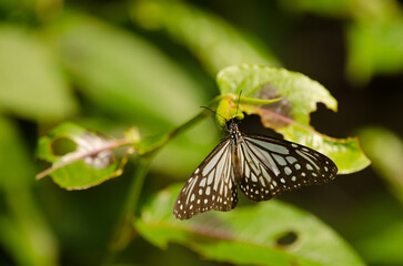Glassy tiger Parantica aglea. Son Tra Natural Reserve. Son Tra Peninsula. Da Nang. Vietnam.