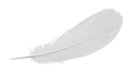 White feather on transparent background	
