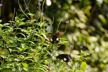Pair of yellow Helen Papilio nephelus chaon. Son Tra Natural Reserve. Son Tra Peninsula. Da Nang....