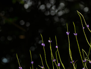 Plant Stachytarpheta sp. in bloom. Son Tra Natural Reserve. Son Tra Peninsula. Da Nang. Vietnam.