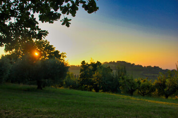 The sun is setting down behind the olive trees on the hills in summer