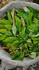 fresh green beans