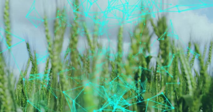 Turquoise network drifting into view, breaking apart, revealing green wheat field under cloudy sky