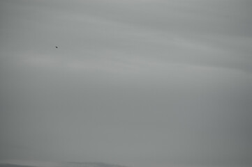 gray background, gray sky in the photo