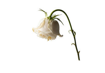 Extreme close-up macro of an elegant, wilted white rose with translucent, browning petals, shedding golden pollen on a transparent background, concept of natural decay
