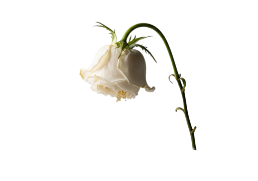Extreme close-up macro of an elegant, wilted white rose with translucent, browning petals, shedding golden pollen on a transparent background, concept of natural decay