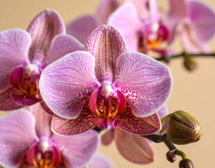 Obraz premium light pink orchid blossoms with subtle veining and speckled details is artfully arranged on a soft peach background. The flowers exhibit intricate orange and white centers, creating a sense of eleganc