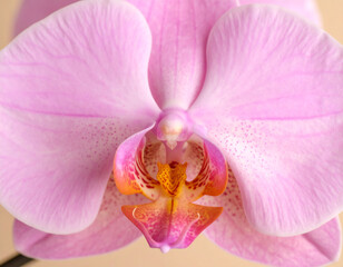  light pink orchid blossoms with subtle veining and speckled details is artfully arranged on a soft peach background. The flowers exhibit intricate orange and white centers