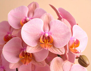 light pink orchid blossoms with subtle veining and speckled details is artfully arranged on a soft peach background. The flowers exhibit intricate orange and white centers, creating a sense of eleganc
