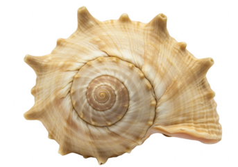 Seashell conch spiral mollusk shell isolated on transparent background