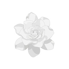 Vector art of a delicate white gardenia flower with layered petals, isolated on white background